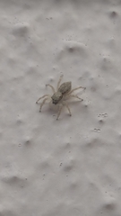 Menemerus bivittatus