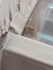 Menemerus bivittatus