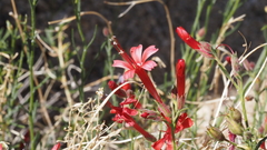 Ipomopsis tenuifolia