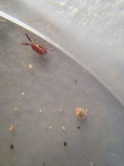 Erythraeoidea
