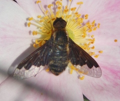 Hemipenthes seminiger