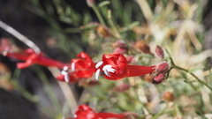 Ipomopsis tenuifolia