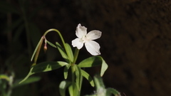 Clarkia epilobioides