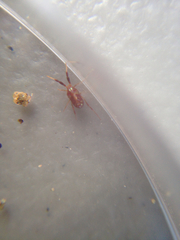 Erythraeoidea