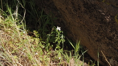 Clarkia epilobioides