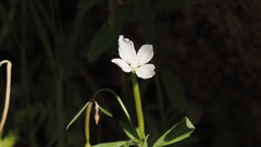 Clarkia epilobioides