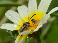 Eucera