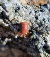 Allothrombium
