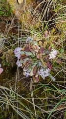 Noccaea caerulescens