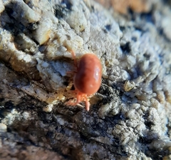 Allothrombium