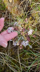 Noccaea caerulescens