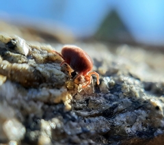 Allothrombium