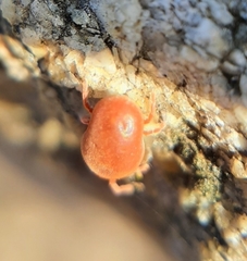 Allothrombium