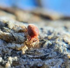 Allothrombium