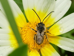 Eucera