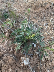 Sphaeralcea gierischii