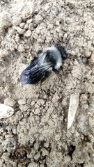 Andrena danuvia