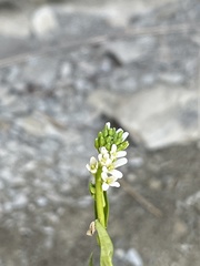 Arabis pycnocarpa adpressipilis