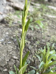 Arabis pycnocarpa adpressipilis