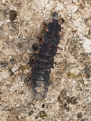 Pelania mauritanica