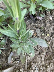 Arabis pycnocarpa adpressipilis