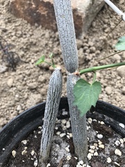 Cissus tuberosa