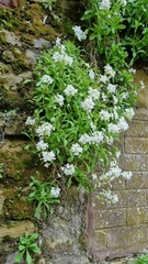 Arabis caucasica