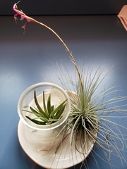 Tillandsia fuchsii