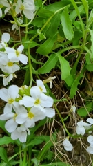 Arabis caucasica