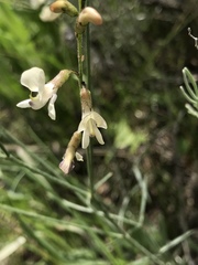Astragalus convallarius
