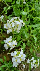 Arabis caucasica