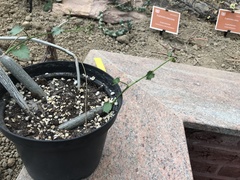 Cissus tuberosa