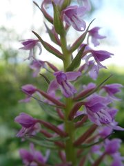 Galearis camtschatica