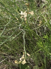 Astragalus convallarius