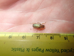 Dichelonyx subvittata