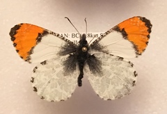 Anthocharis julia flora