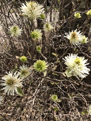 Fothergilla gardenii