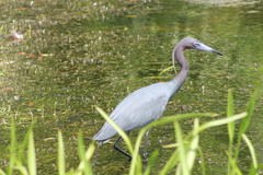 Egretta caerulea