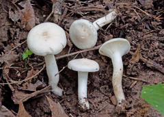 Cuphophyllus angustifolius