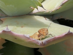 Ocnerodes fallaciosus