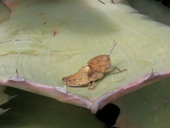 Ocnerodes fallaciosus