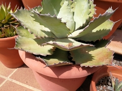 Ocnerodes fallaciosus