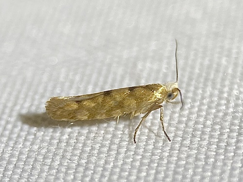 Juniper Seed Moth photo 5