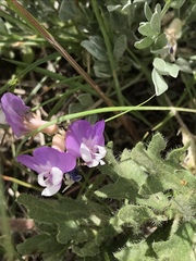 Astragalus calycosus