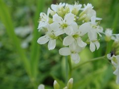 Cardamine leucantha