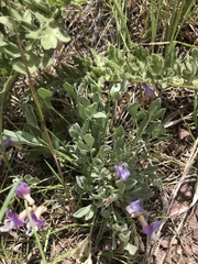 Astragalus calycosus