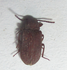Paragonocnemis