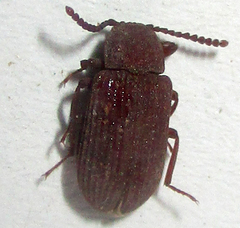 Paragonocnemis