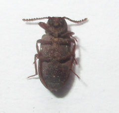 Paragonocnemis