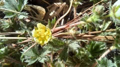 Potentilla subviscosa